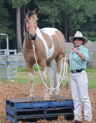Bellingen Show