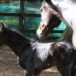 Equine Herpes Virus Abortion