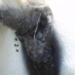 Melanomas in Horses