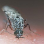 Midge Spit is to Blame – Researching ‘the Itch’