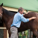 Remedial Massage for Horses