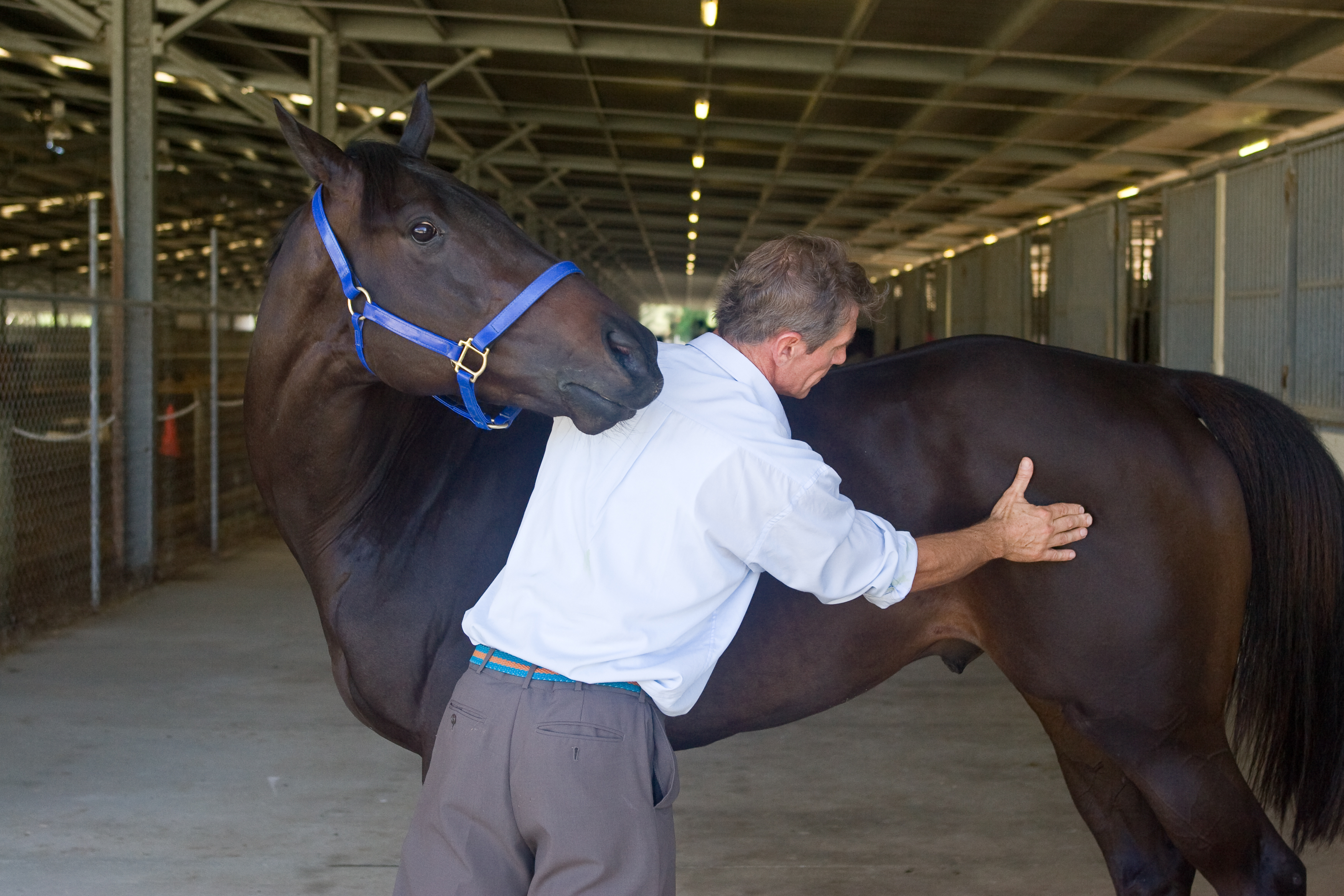 Equine Chiropractics And Deep Muscle Therapy