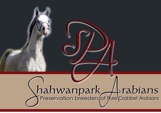 Shahwanpark Arabians