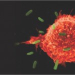 Transfer Factor: Long-Awaited Next Step in Immunotherapy