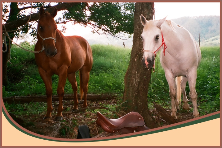 Tying horses up