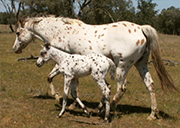 SPORTALOOSA: Breeding a foal involves a lot of time