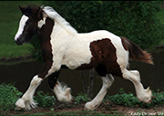 The Mystical Gypsy Cob