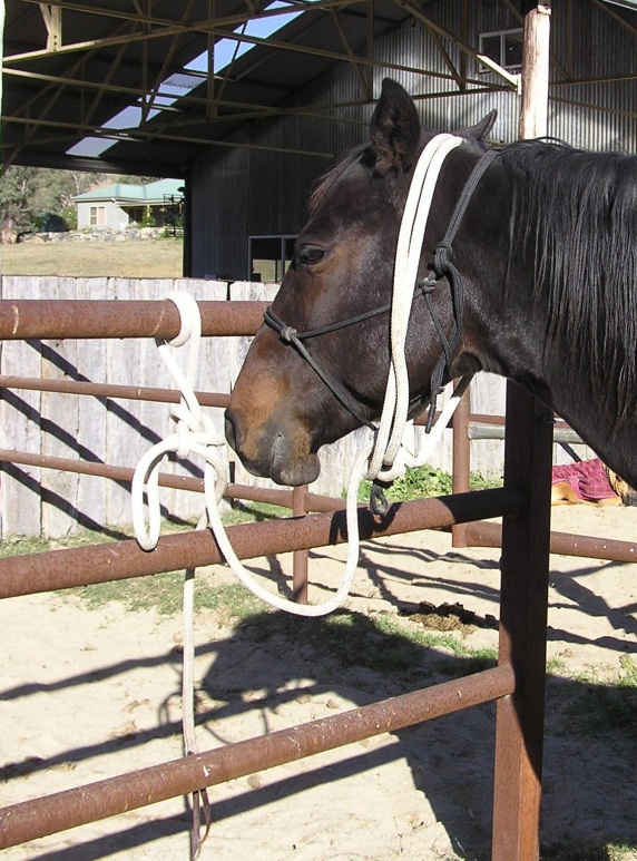 Figure 5 Reins securely and safely tied so that the horse will not be able to step on or through them.