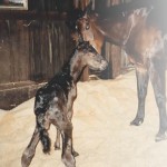 The Arrival of a Newborn Foal