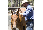 Mark Langley Horsemanship