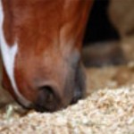 Sand Colic in Horses