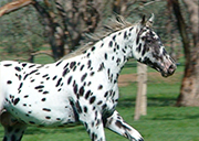 SPORTALOOSA KNABSTRUPPER the horse with CHARACTER