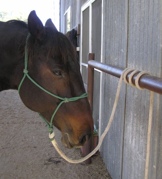 Tying up in horses, fuera de 80% comercio pesado 