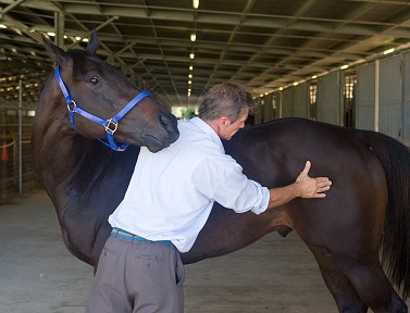 Ray Bov, equine muscle massager