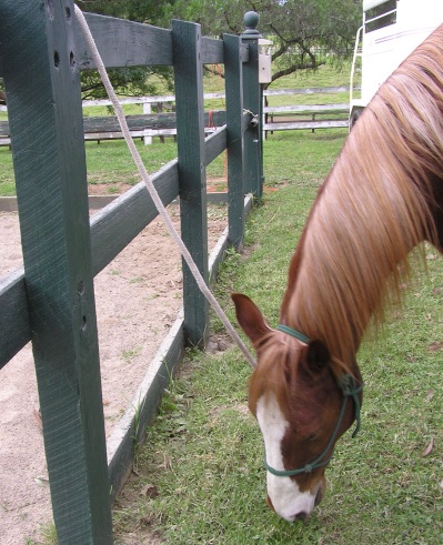 Figure 3 Maximum length to tie a horse.