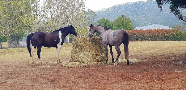 Hay Species – What is best for the horse?