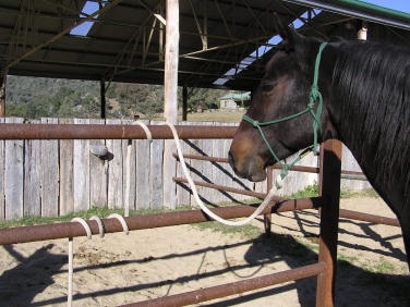 wrapping horse