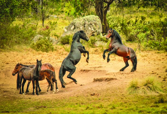 Brumby: A celebration of Australia’s Wild Horses « equinenews.com.au