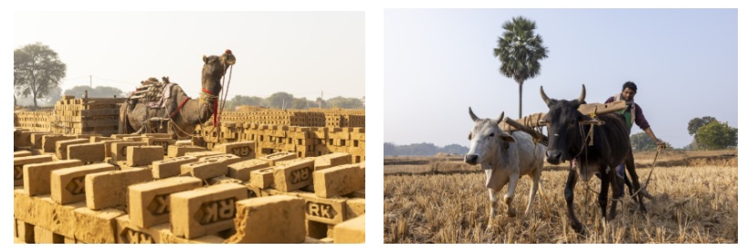 Media Release: Working Animals International photography series puts ...