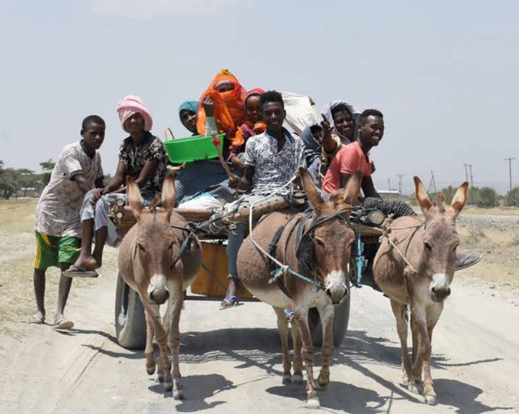Tenth International Working Animal Day highlights overlooked welfare of ...